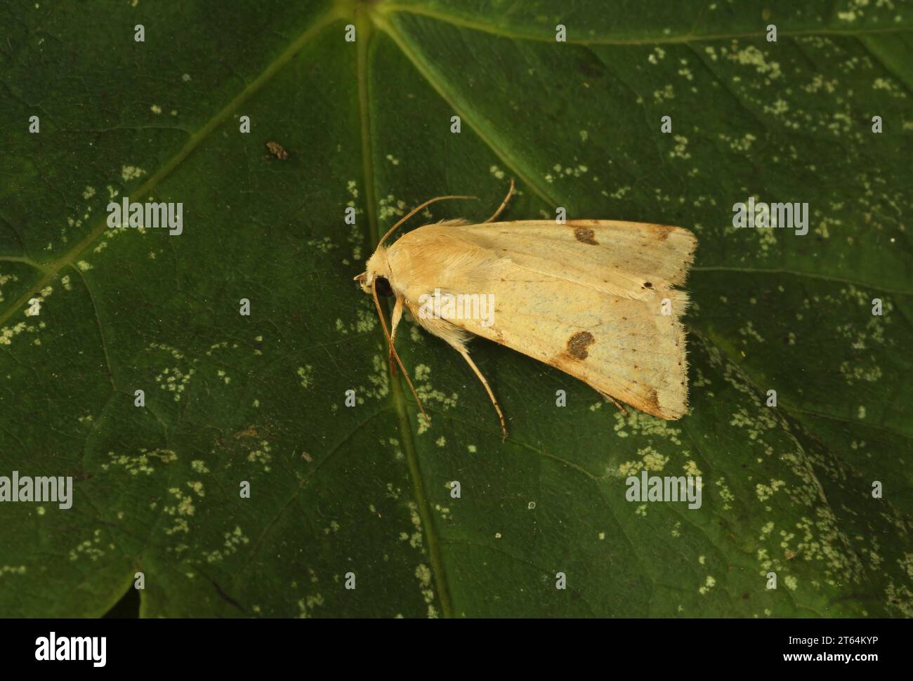 Bordered Straw moth (Heliothis peltigera) adult at rest on leaf Eccles