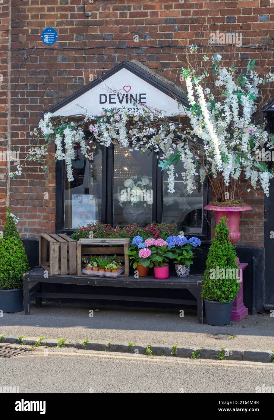 14 June 2023 The beautiful street display of shrubs and flowers outside Devine's Florists of Cookham Village in Maidenhead Berkshire. Stock Photo