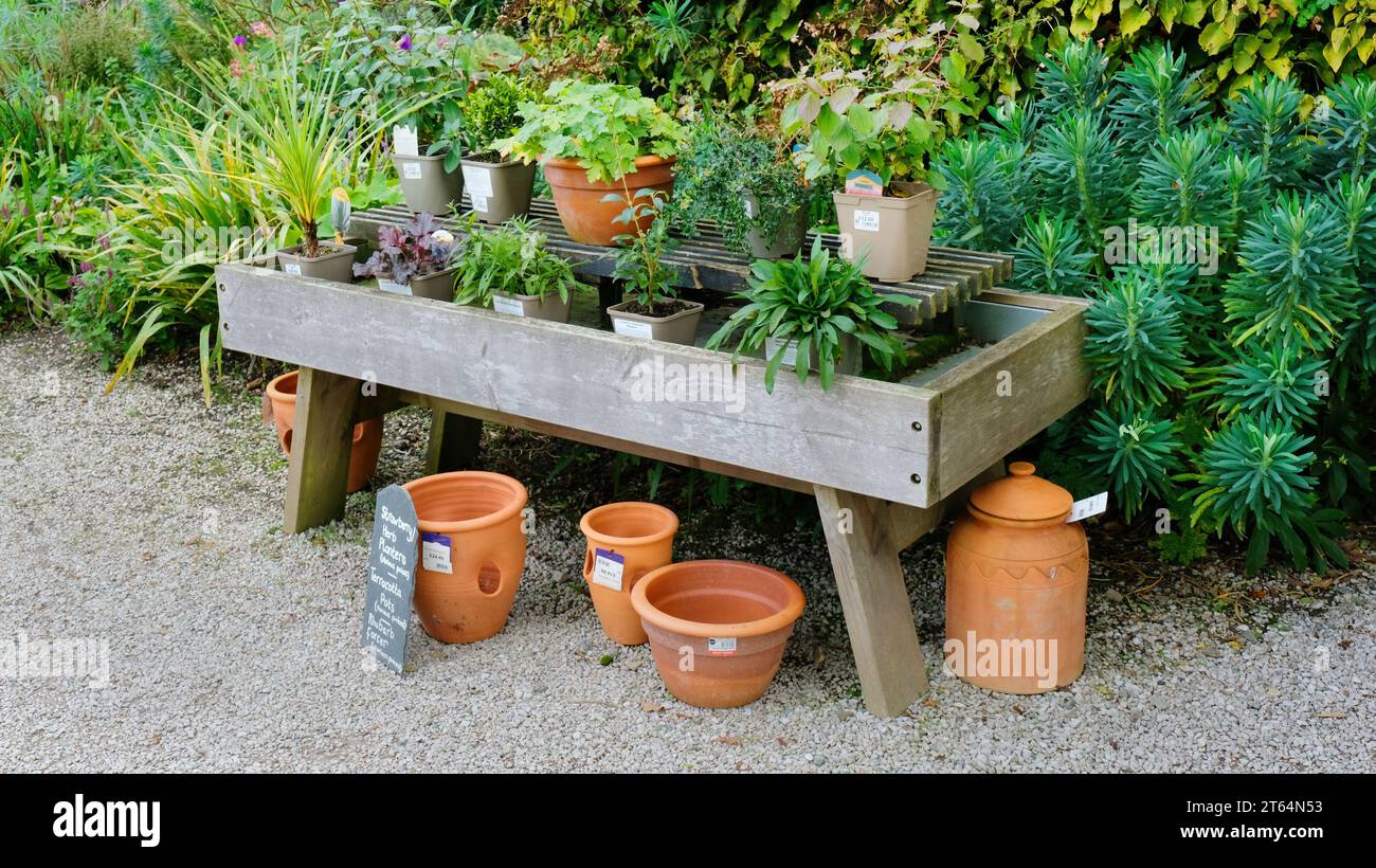Small wooden garden plant stall selling assorted plants - John Gollop Stock Photo