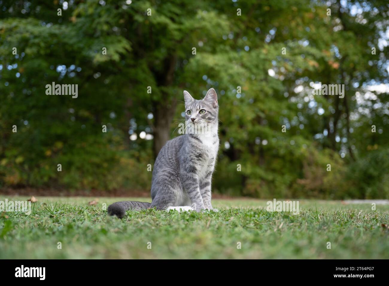 Portrait of cute gray tabby cat outdoors in a yard in fall Stock Photo ...