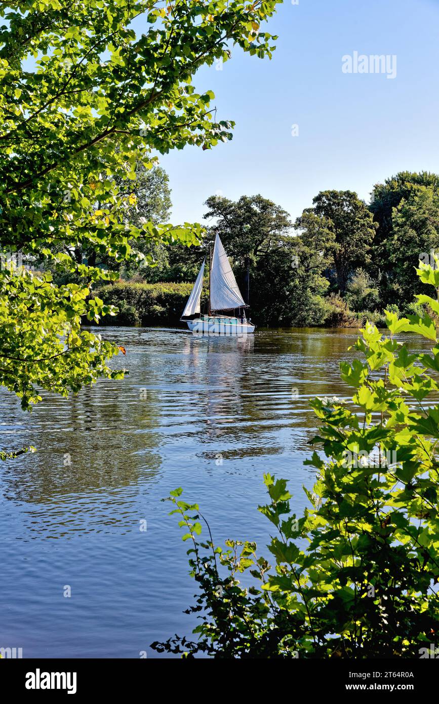 A lone yacht gently sailing on the River Thames at Shepperton on a late sunny  summers day, Surrey England UK Stock Photo