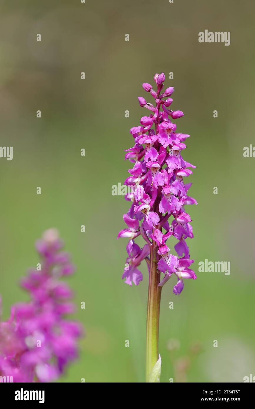 Early purple orchid (Orchis mascula), inflorescences in a meadow, Hesse, Germany Stock Photo