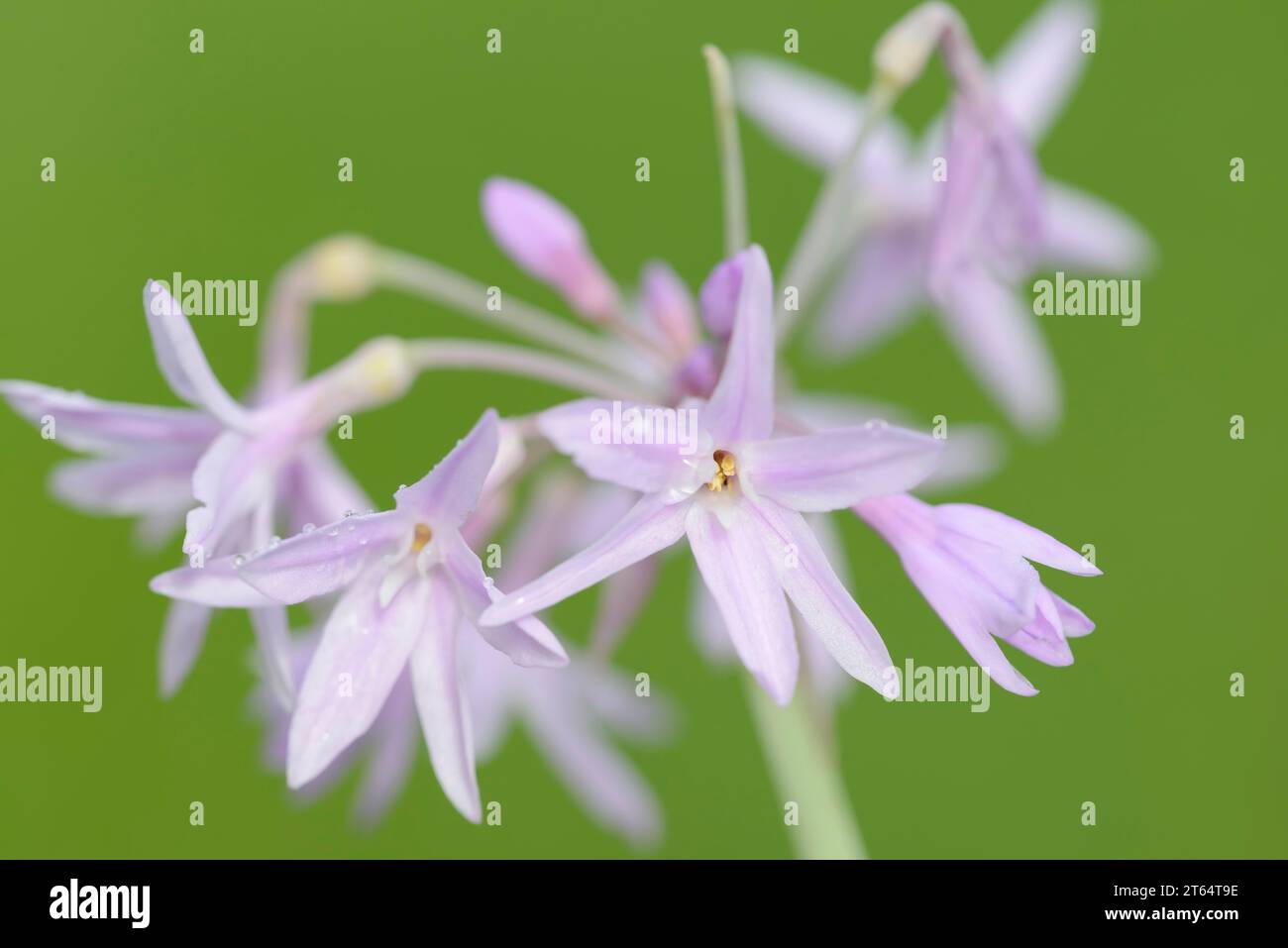 Cape lily (Tulbaghia violacea), flowers, occurrence in South Africa, North Rhine-Westphalia, Germany Stock Photo