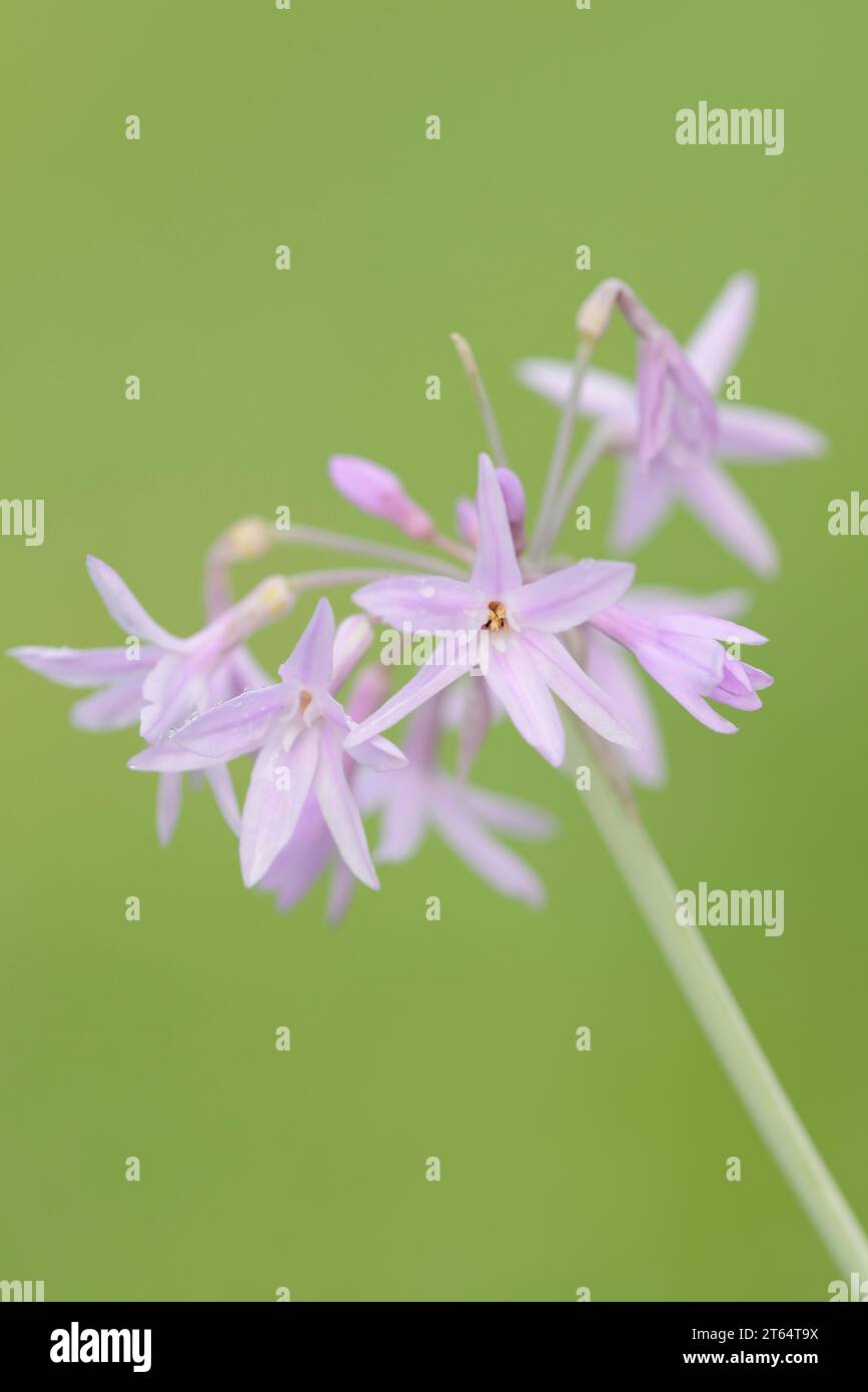 Cape lily (Tulbaghia violacea), flowers, occurrence in South Africa, North Rhine-Westphalia, Germany Stock Photo