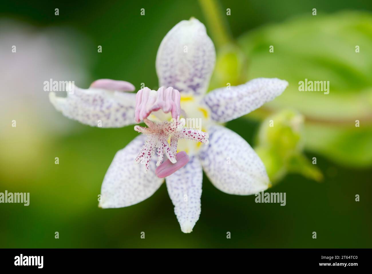 Japanese toad lily (Tricyrtis hirta), flower, North Rhine-Westphalia, Germany Stock Photo