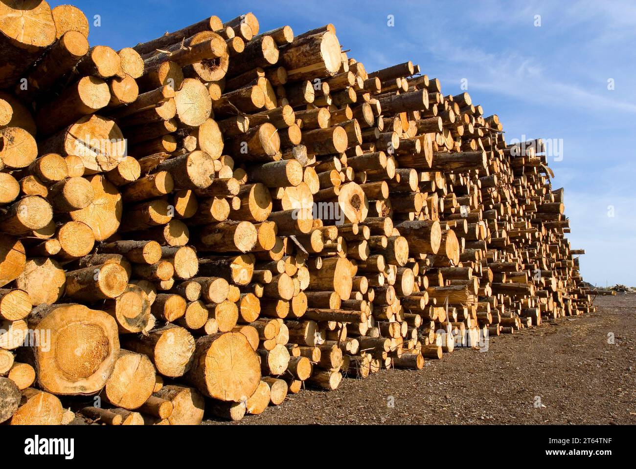 Sawdust and wood piles, stacked, wood, forestry, industry, sawmill in