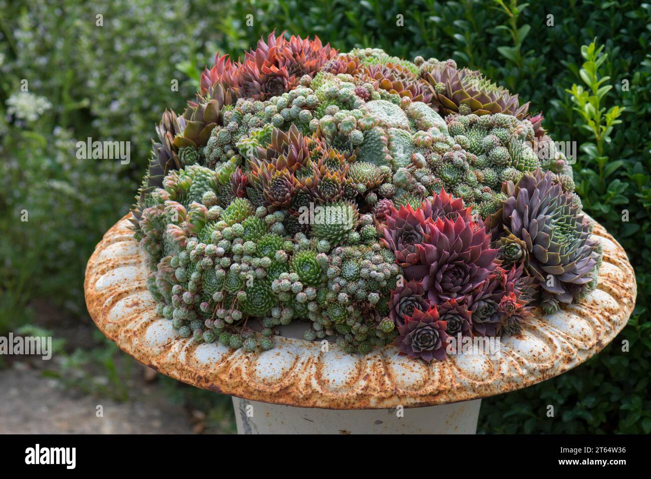 Various houseleek (Sempervivum) in a garden bowl, Bavaria, Germany Stock Photo