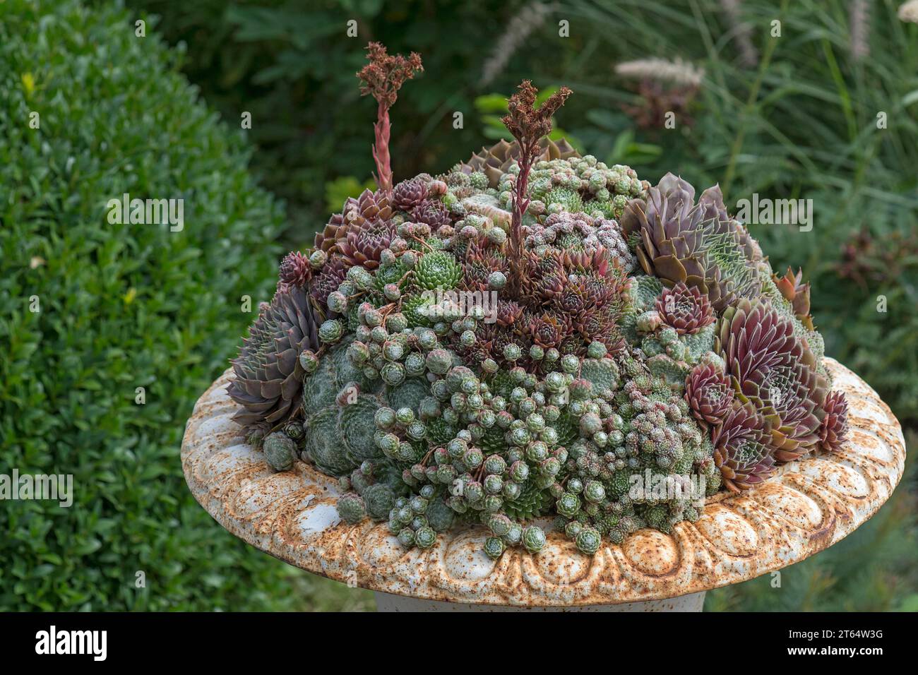 Various houseleek (Sempervivum) in a garden bowl, Bavaria, Germany Stock Photo