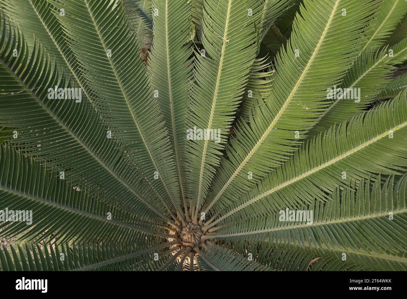cycads from Mexico Dioon leaf detail Stock Photo