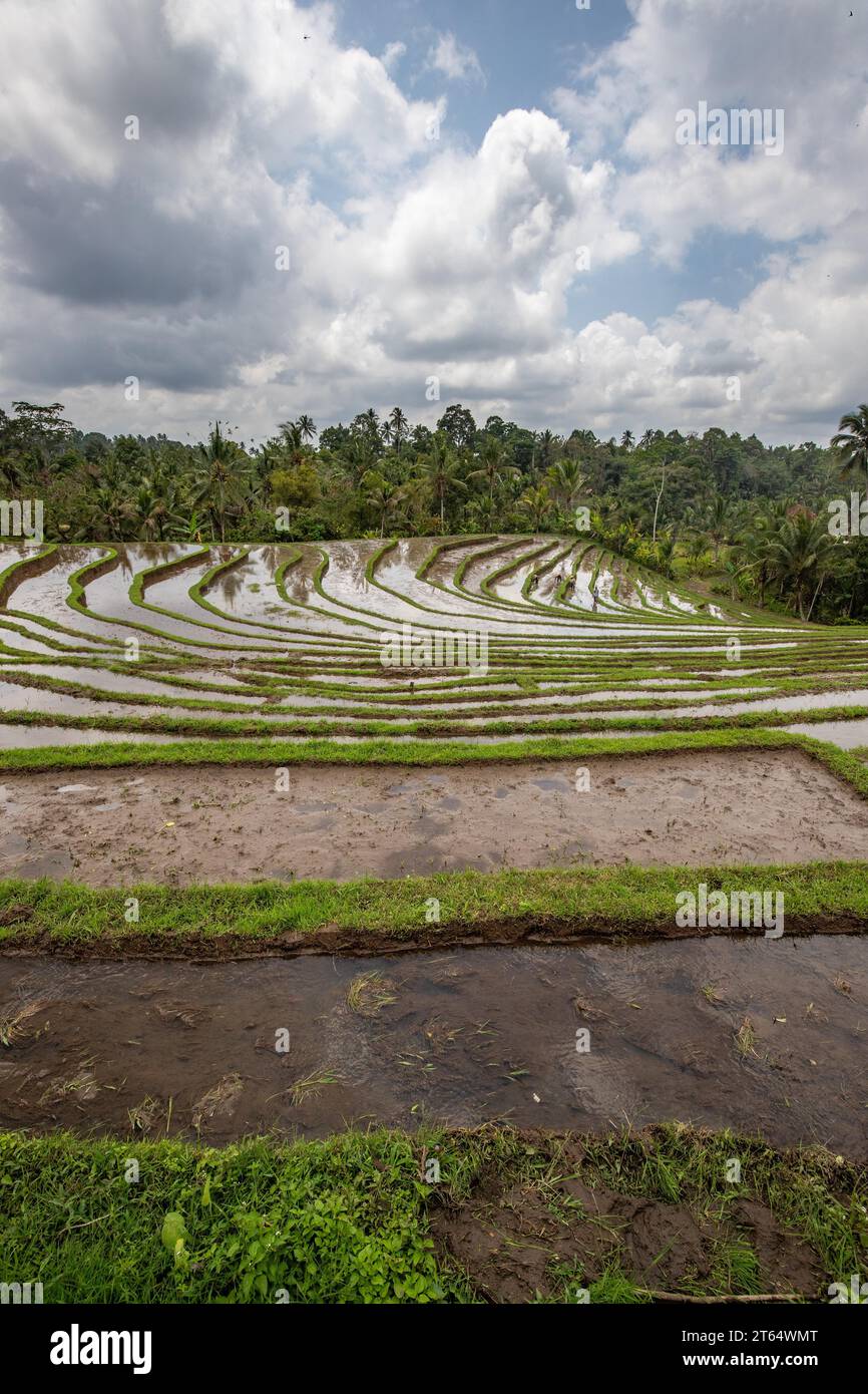 Pool With Rice Farm The magical rice terraces in the evening. Here you can see the unique ...