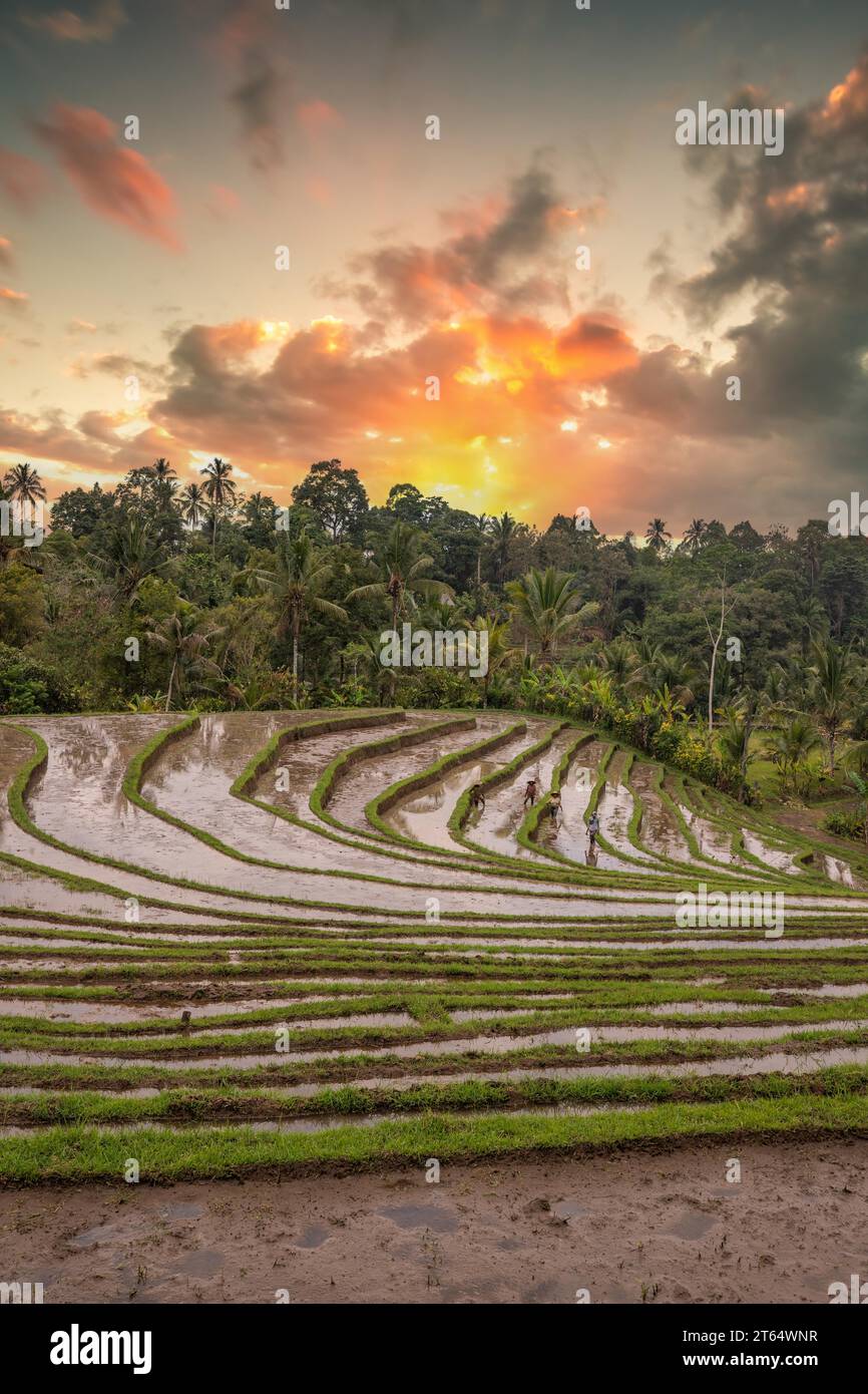 Pool With Rice Farm The magical rice terraces in the evening. Here you can see the unique ...