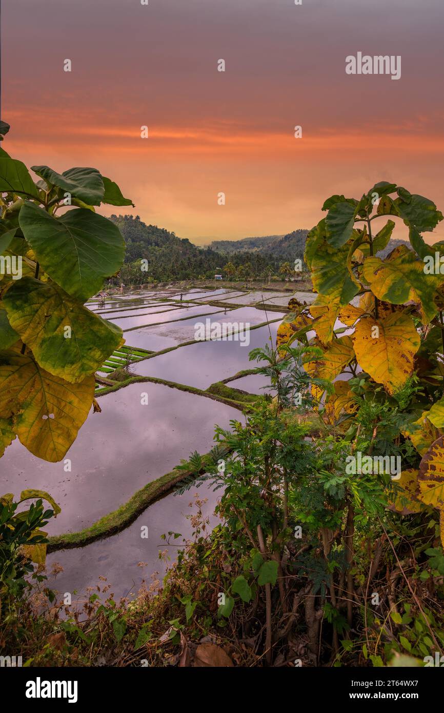 Pool With Rice Farm The magical rice terraces in the evening. Here you can see the unique ...