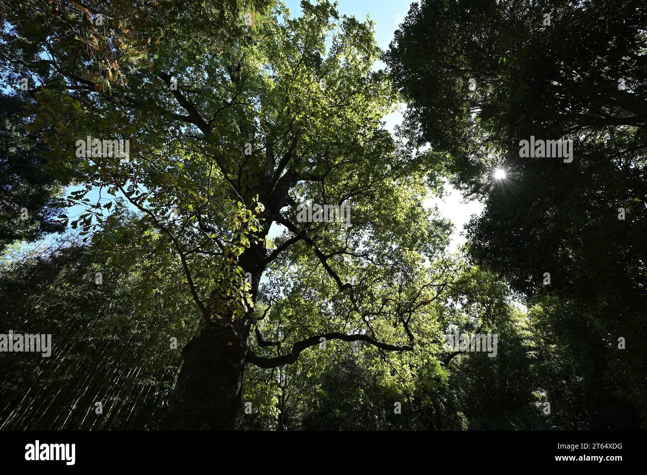 Oak tree, Quercus Stock Photo