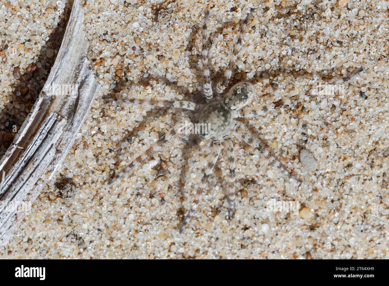 SandWolfsspinne, SandWolfspinne, Sandwolfsspinne, Sandwolfspinne