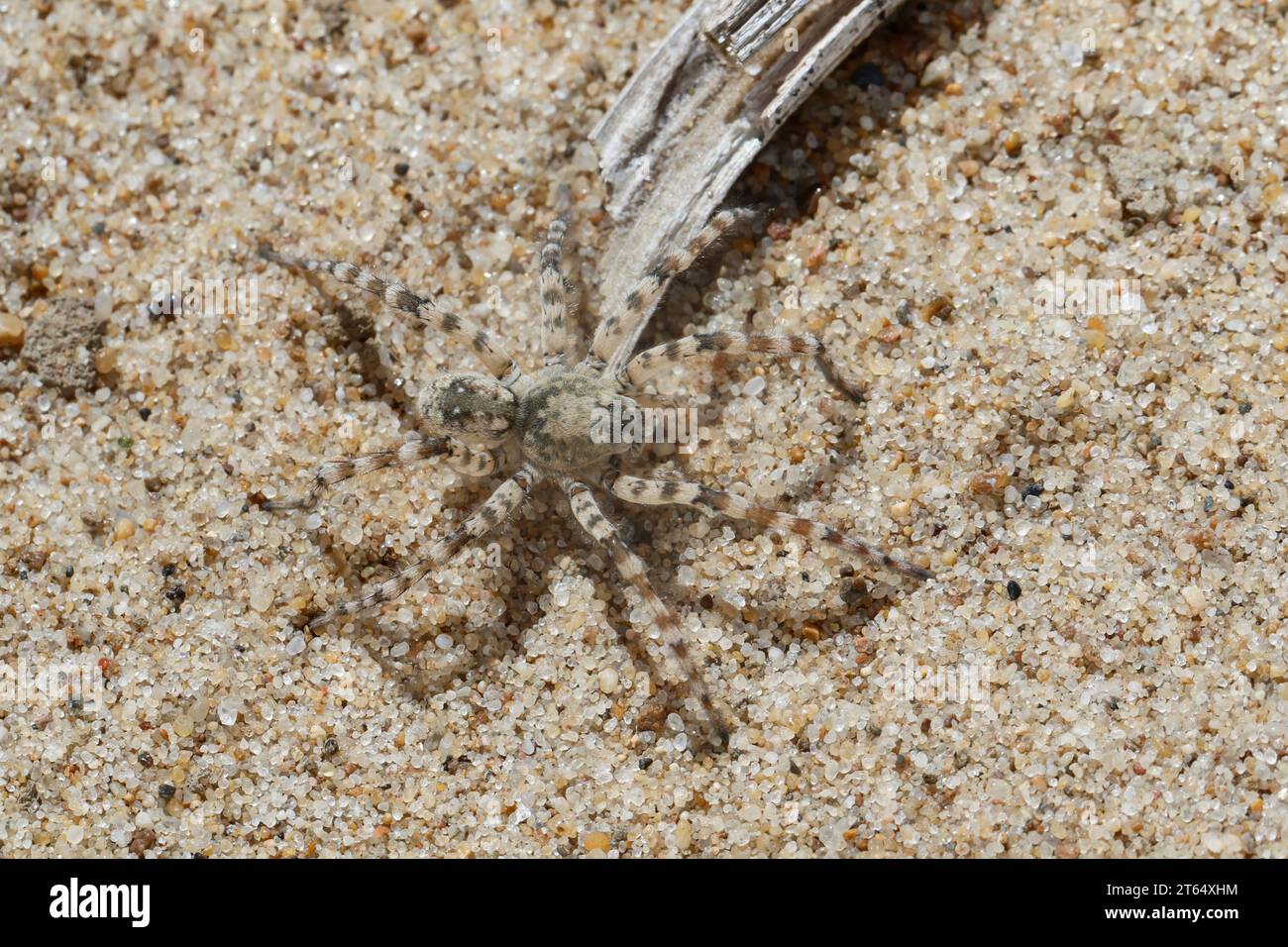SandWolfsspinne, SandWolfspinne, Sandwolfsspinne, Sandwolfspinne