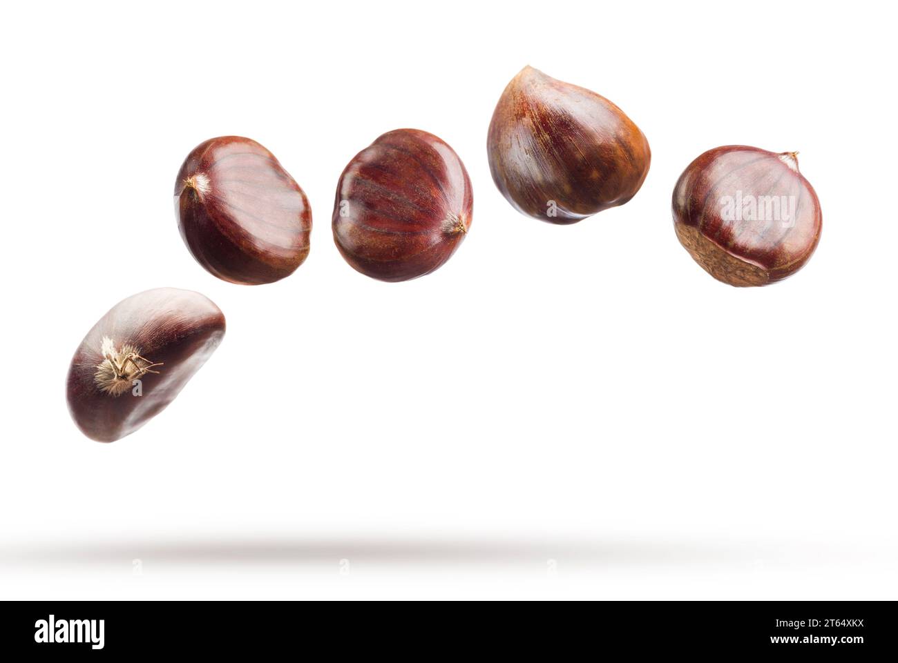 Falling chestnuts isolated on white background. Stock Photo
