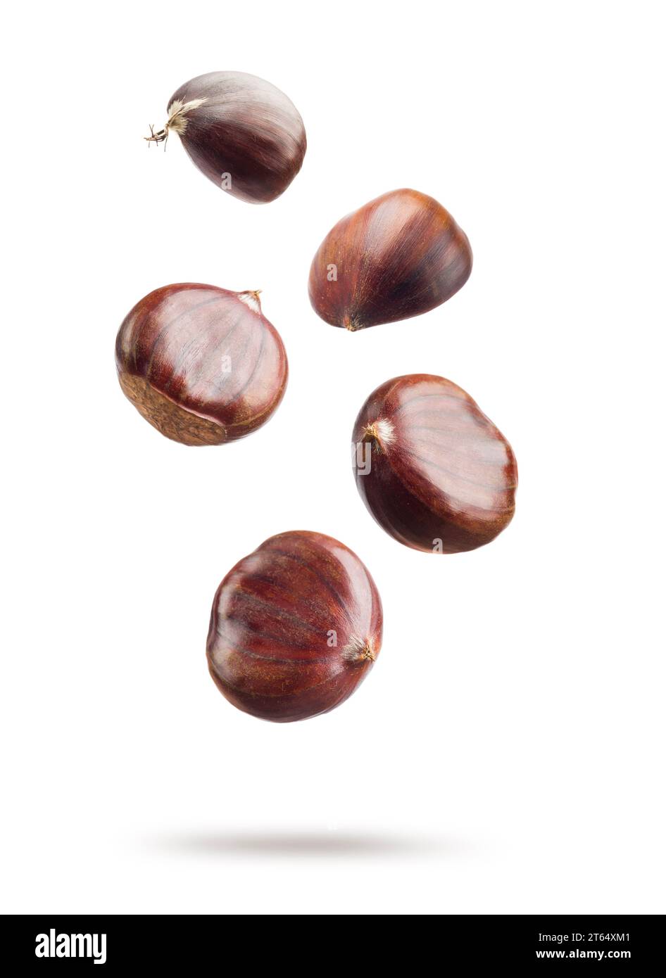 Falling chestnuts isolated on white background. Stock Photo