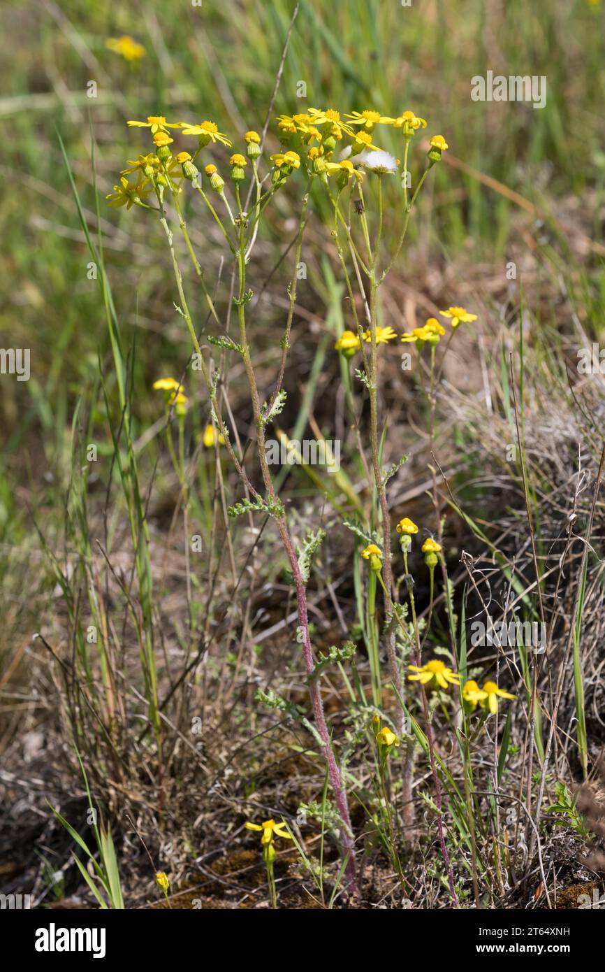 Frühlings-Greiskraut, Frühlingsgreiskraut, Greiskraut, Frühlingskreuzkraut, Frühlings-Kreuzkraut, Kreuzkraut, Senecio vernalis, Senecio leucanthemifol Stock Photo