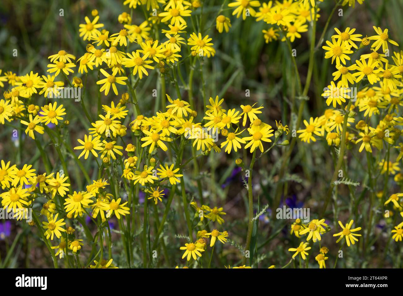 Frühlings-Greiskraut, Frühlingsgreiskraut, Greiskraut, Frühlingskreuzkraut, Frühlings-Kreuzkraut, Kreuzkraut, Senecio vernalis, Senecio leucanthemifol Stock Photo