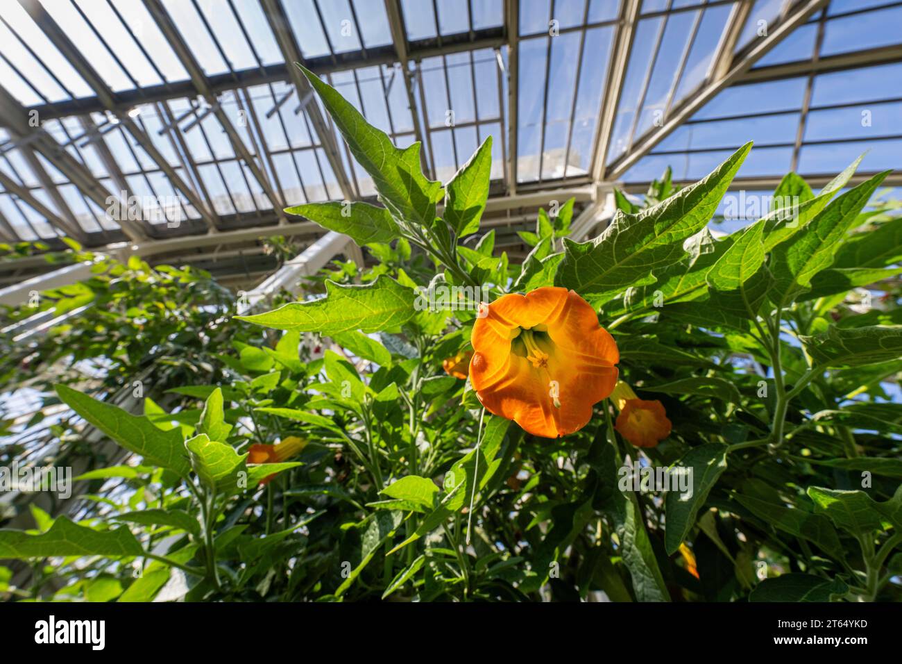 Blooming angel's trumpet (Brugmansia), Temperate House, largest Victorian greenhouse in the world, Royal Botanic Gardens (Kew Gardens), UNESCO World Stock Photo