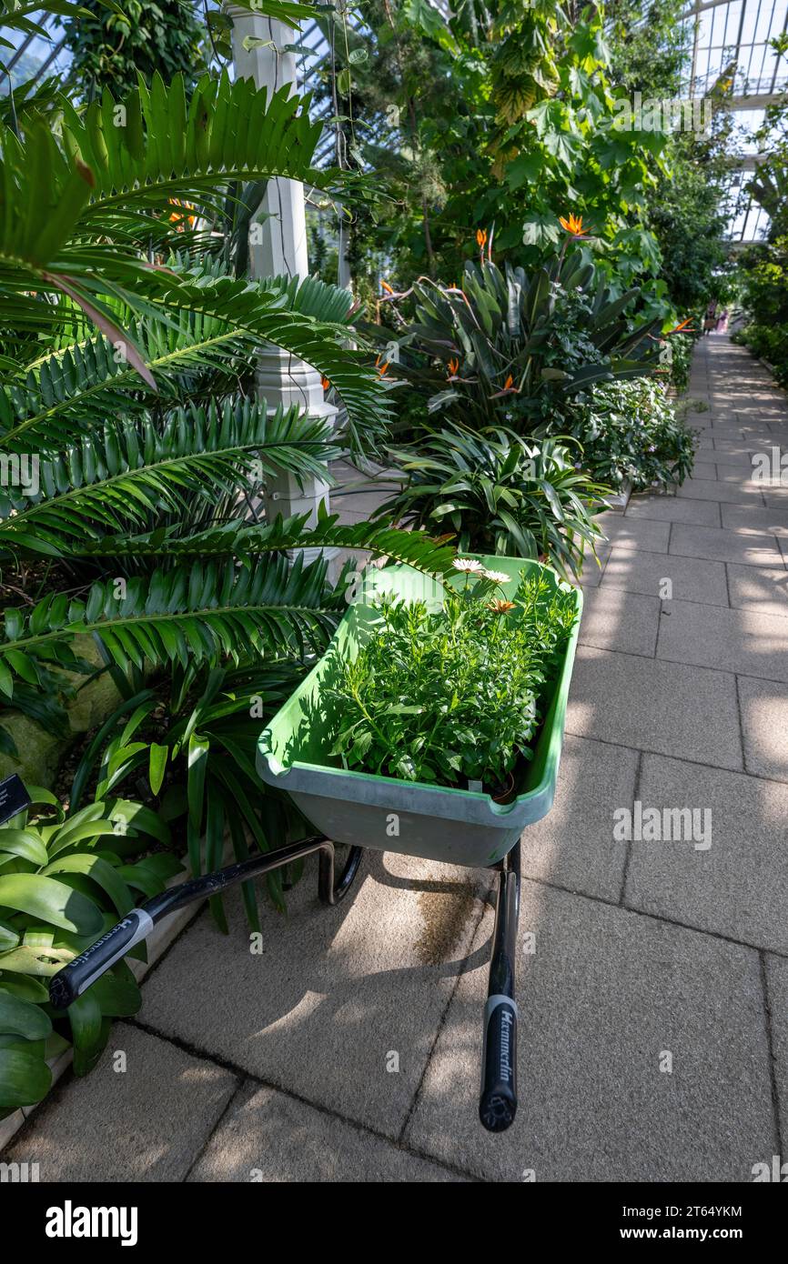 Wheelbarrow with plants, Temperate House, largest Victorian greenhouse in the world, Royal Botanic Gardens (Kew Gardens), UNESCO World Heritage Site Stock Photo