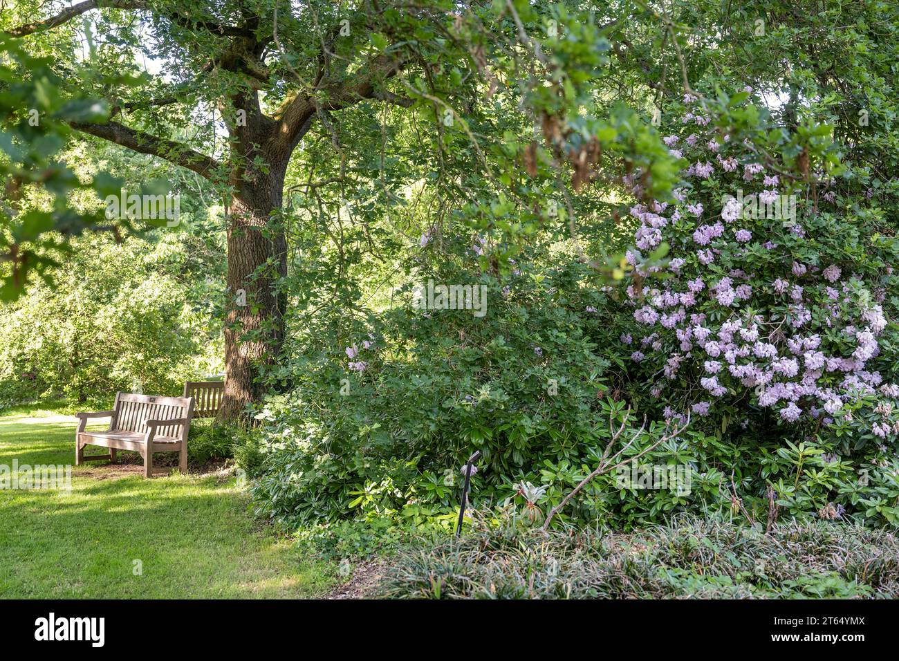Bench in the park, Rhododendron (Rhododendron Homer), Royal Botanic Gardens, Kew, London, England, Great Britain Stock Photo