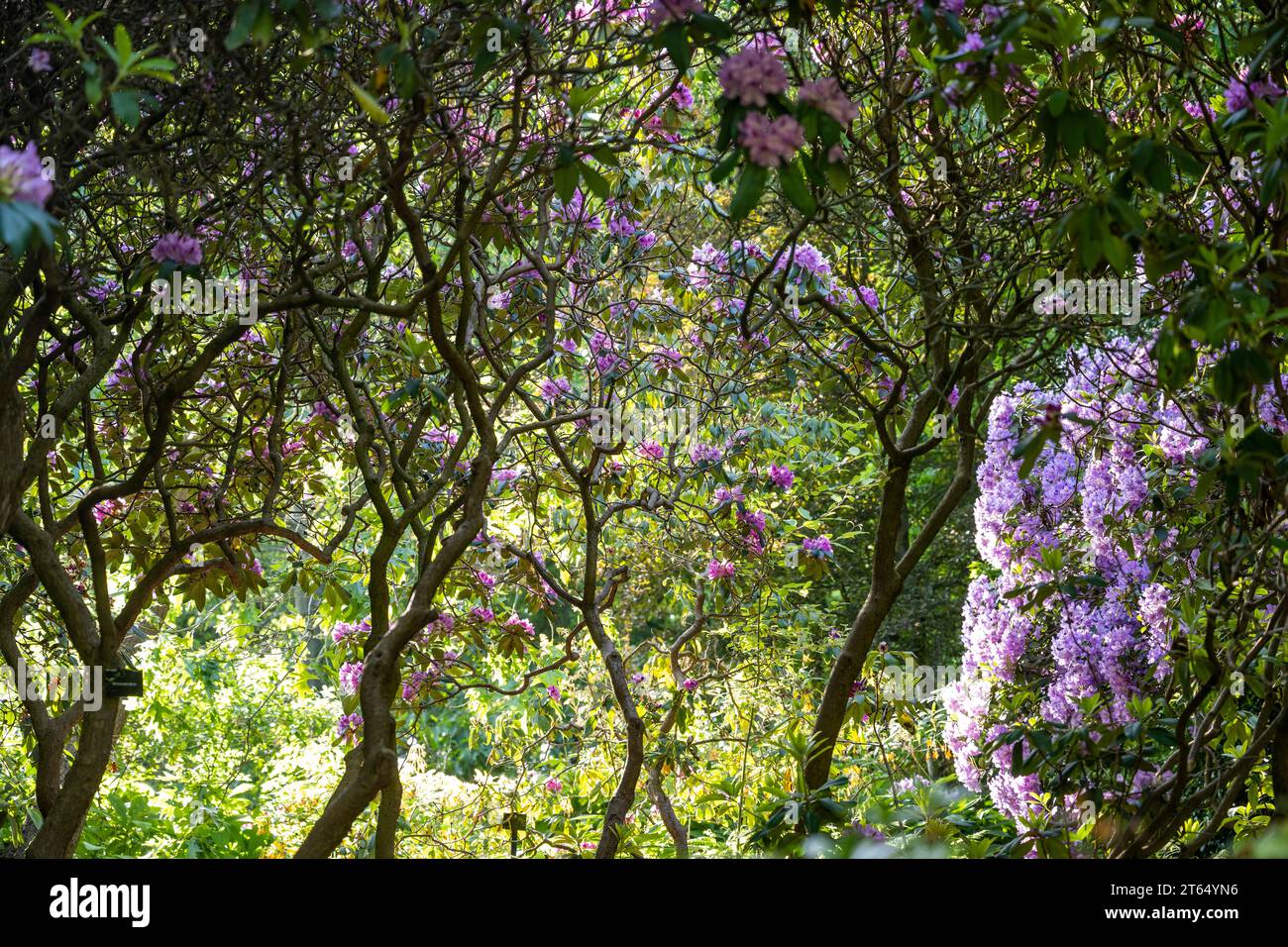Rhododendron (Rhododendron Homer), Royal Botanic Gardens, Kew, London, England, Great Britain Stock Photo