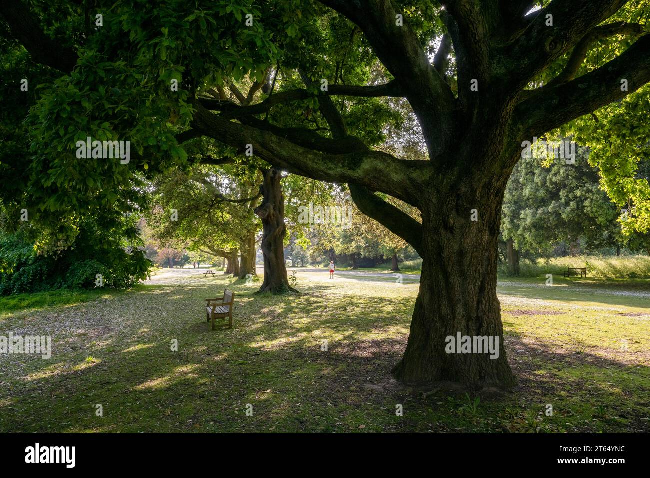 Park, Royal Botanic Gardens (Kew Gardens), UNESCO World Heritage Site, Kew, Greater London, England, United Kingdom Stock Photo