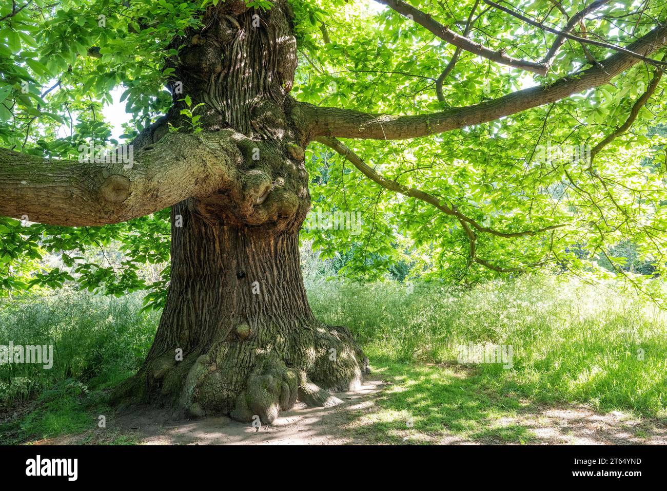 Old oak tree (Quercus), Royal Botanic Gardens (Kew Gardens), UNESCO World Heritage Site, Kew, Greater London, England, Great Britain Stock Photo