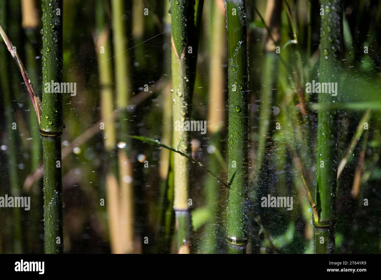 Bamboo being watered, Royal Botanic Gardens (Kew Gardens), Great Britain Stock Photo