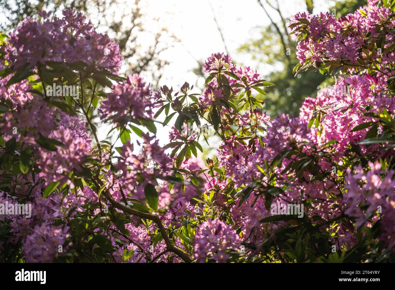 Rhododendron flowers (Rhododendron Homer), Royal Botanic Gardens, Kew, London, England, Great Britain Stock Photo
