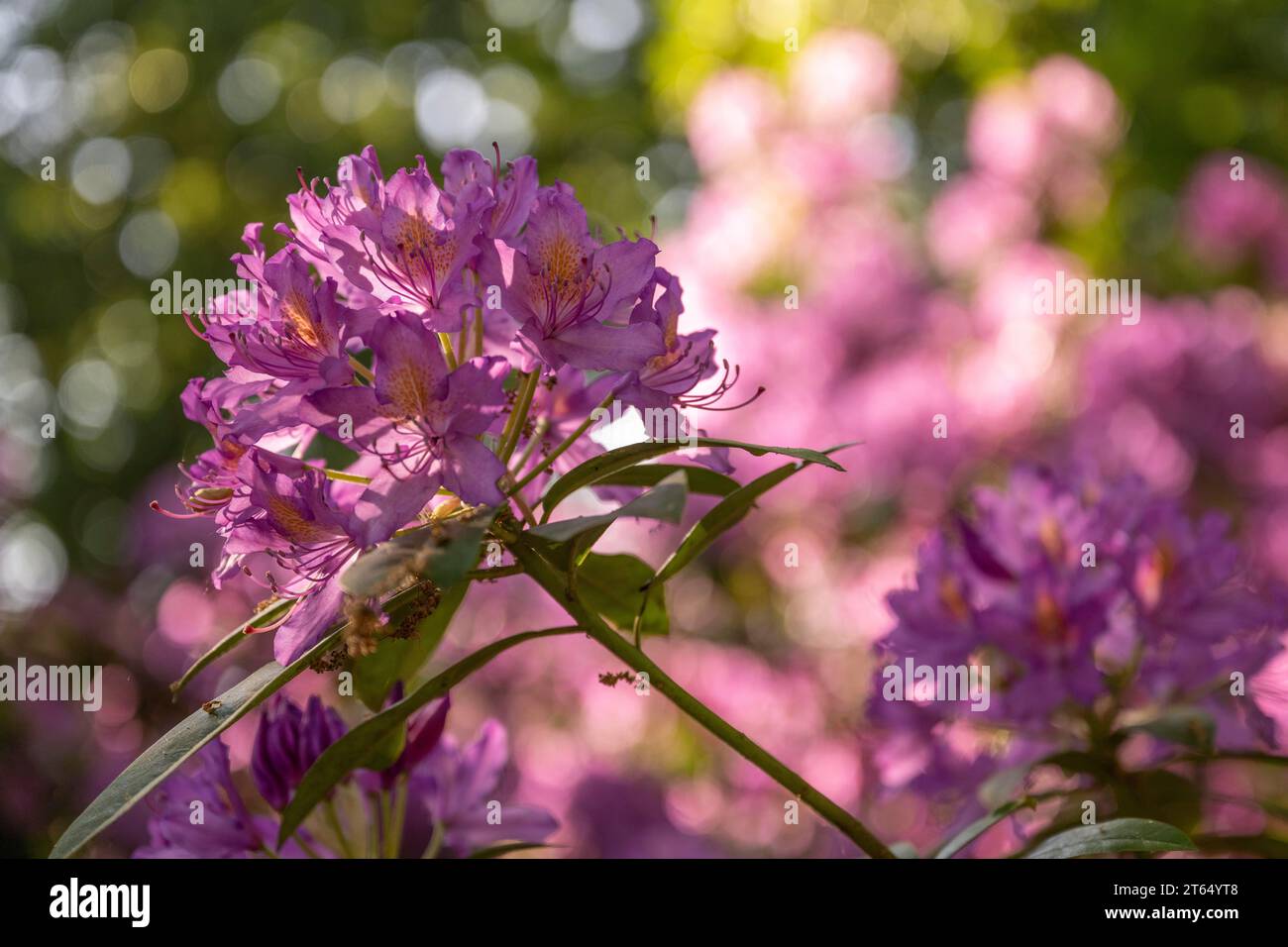 Rhododendron flowers (Rhododendron Homer), Royal Botanic Gardens, Kew, London, England, Great Britain Stock Photo