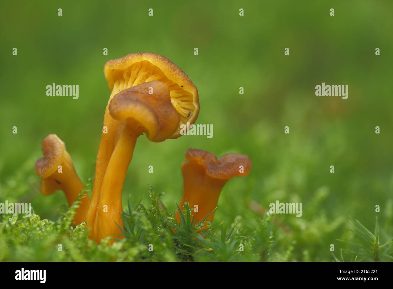 Yellow-stemmed trumpet chanterelle (Cantharellus tubaeformi) in moss, four, yellow, trumpet chanterelle, Leistling, Leistling, Leistlingsartige Stock Photo