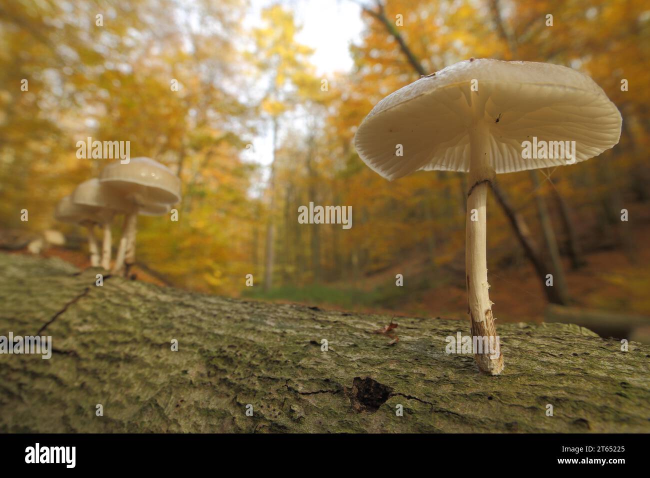 Group Beech slime mould on a tree trunk in autumn colour, autumn forest, environment, yellow, light mood, porcelain fungus (Oudemansiella mucida) Stock Photo