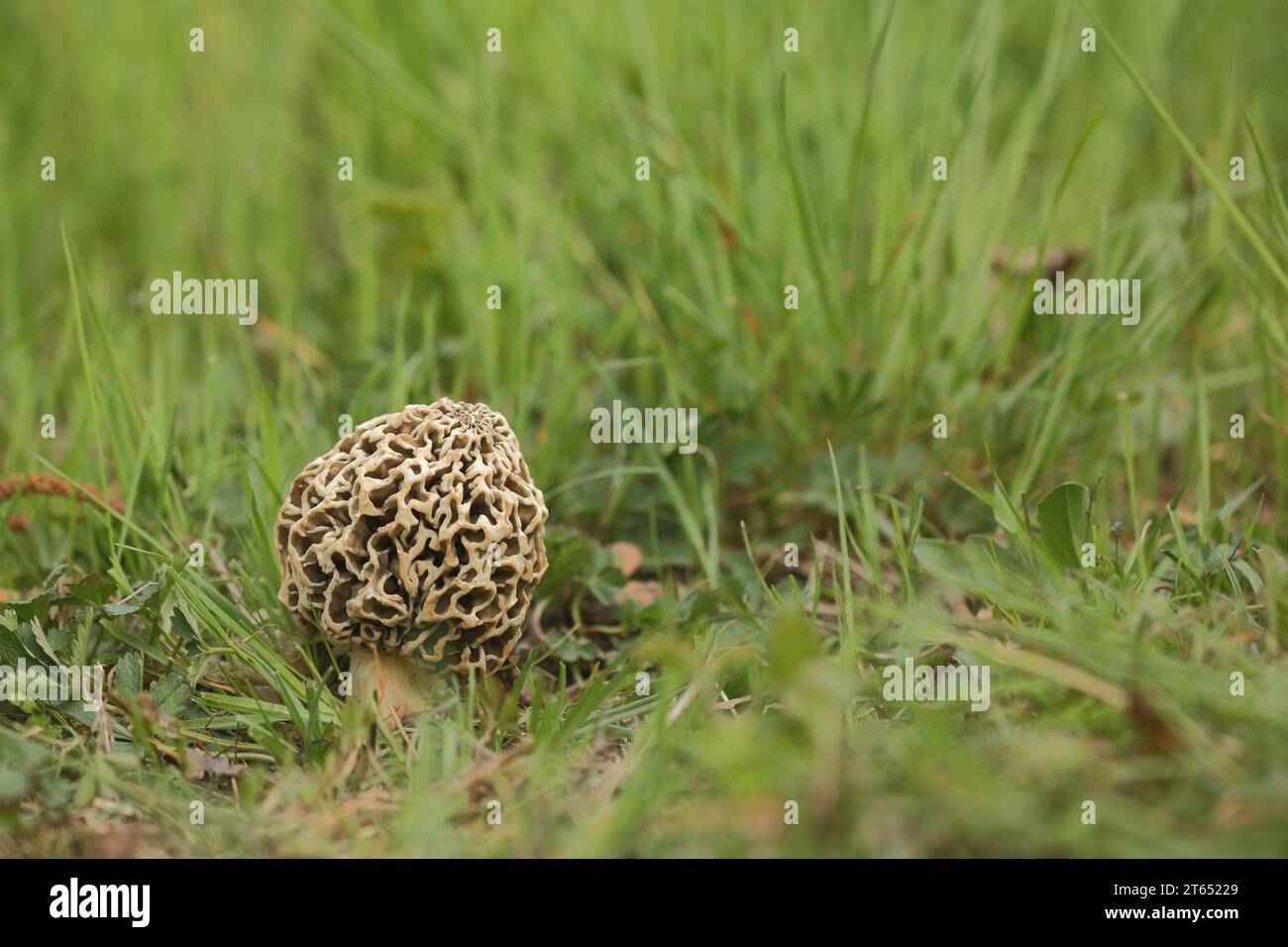 Grey edible morel, common morel, morels (Morchella vulgaris), morel