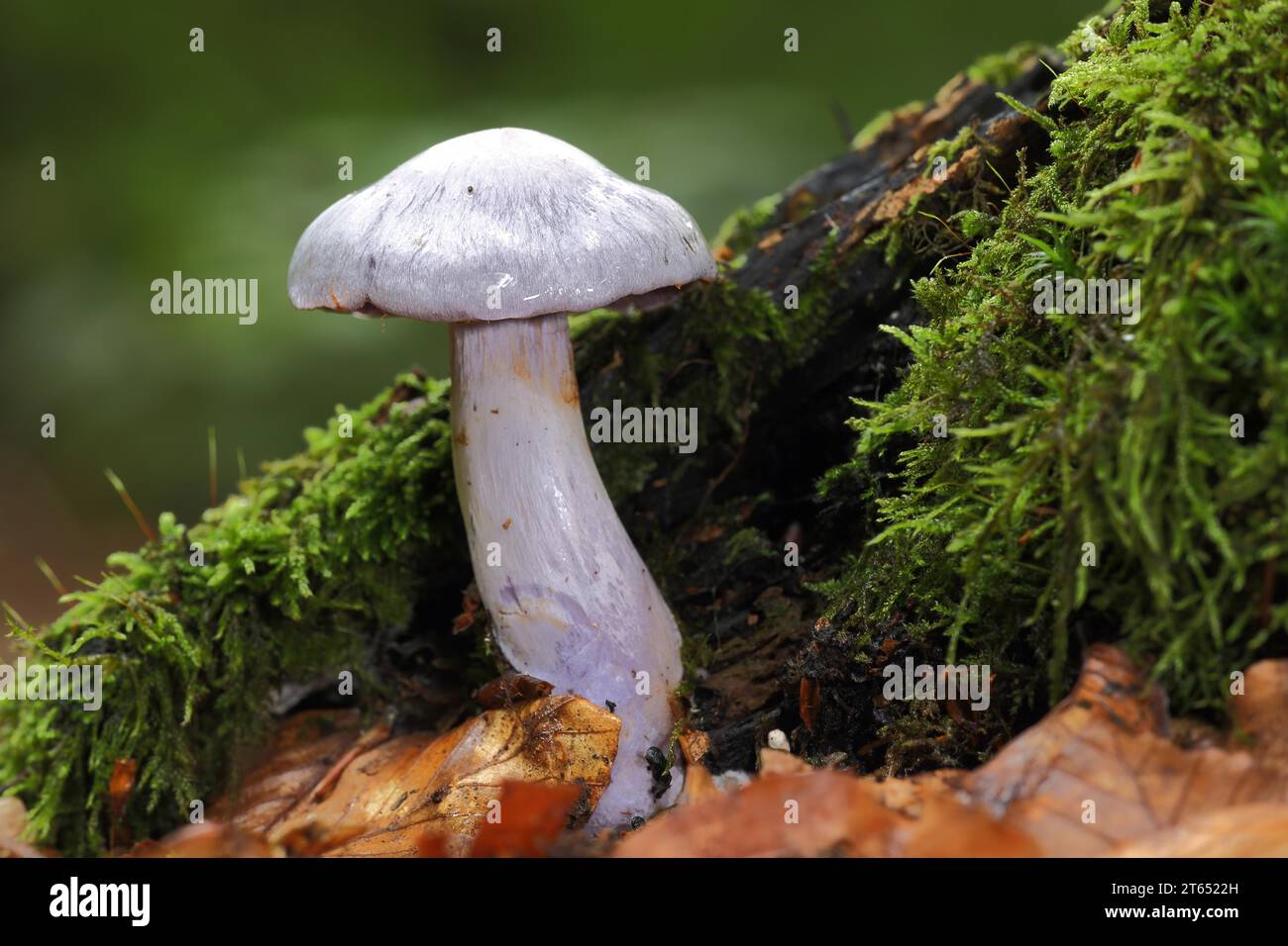 Pearly webcap (Cortinarius alboviolaceus), nature, gypsophila, boletus, boletus, gypsophila, Cortinariaceae, leaf mushroom, leaf fungus (Agaricales) Stock Photo
