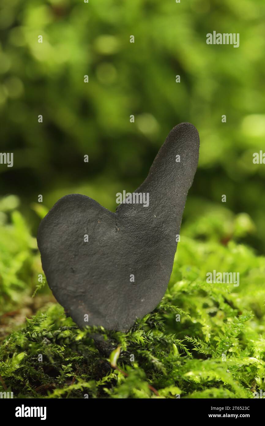 Dead man's fingers (Xylaria polymorpha) in a moss, variable wood club, wood clubs, wood club, wood club relatives, Xylariaceae, wood club-like, wood Stock Photo