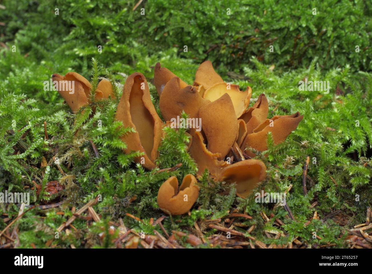 Group of dog-eared mushrooms (Otidea onotica) in moss, Pezizaceae, Pezizales, Pezizales, tubular mushroom, mushroom, Engenhahn, Niedernhausen Stock Photo