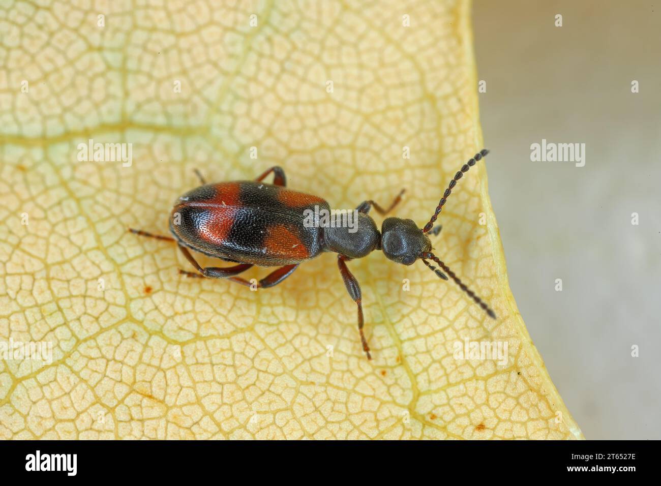 Small Ant Beetle (Anthicus antherinus), Anthicidae. Stock Photo