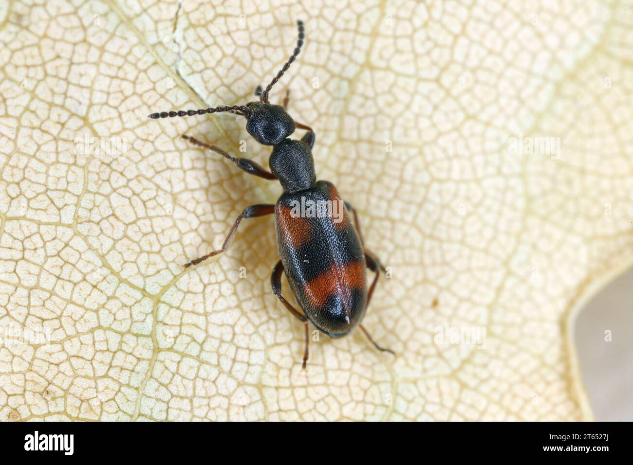 Small Ant Beetle (Anthicus antherinus), Anthicidae. Stock Photo