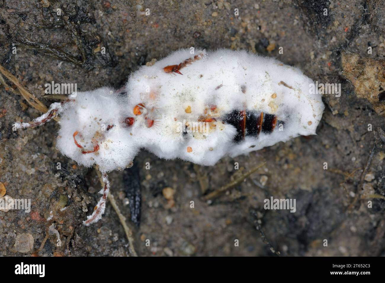 Beetle infected by an entomopathogenic fungus Beauveria bassiana a parasite on various arthropod species, causing white muscardine disease. Stock Photo