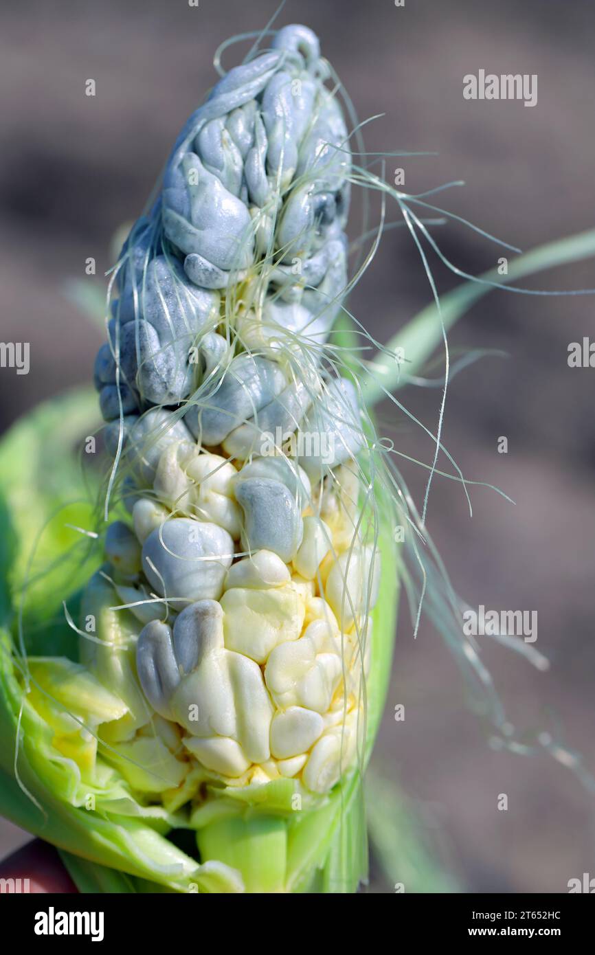 Corn smut. Ustilago maydis disease. Corn cob infected with corn smut
