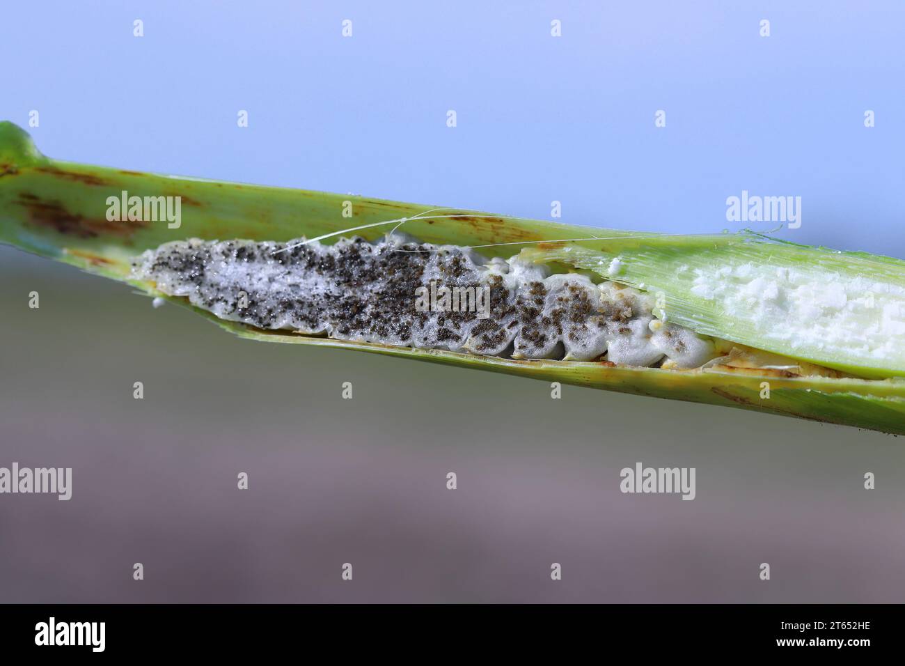 Corn smut (Ustilago maydis) is a fungus parasite of corn. Is an edible