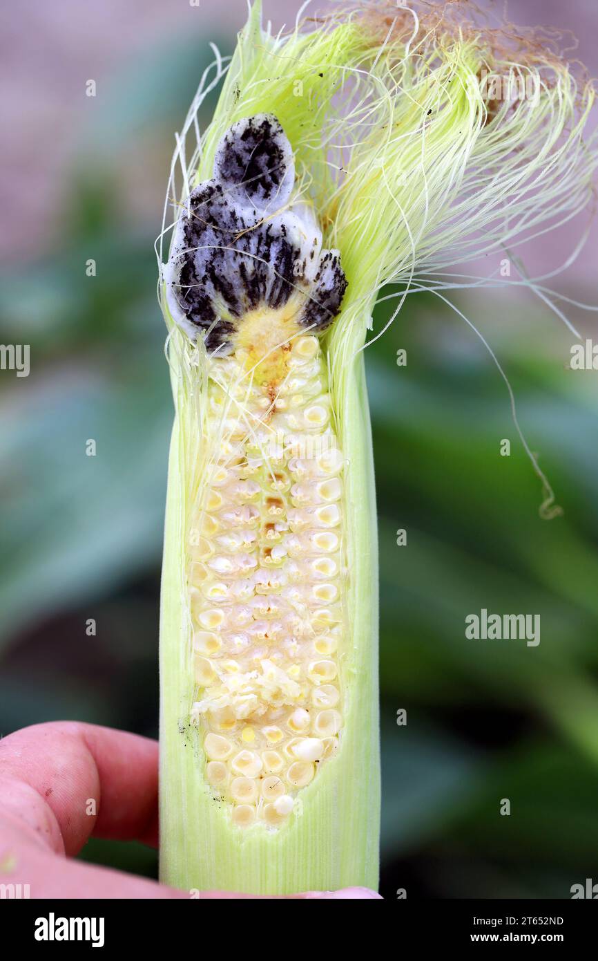 Corn smut (Ustilago maydis) is a fungus parasite of corn. Is an edible