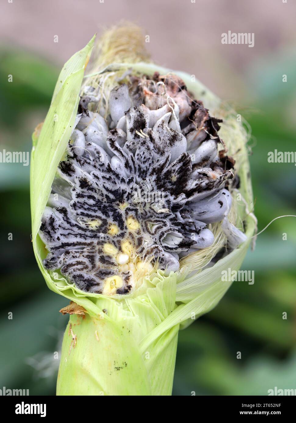 Corn smut (Ustilago maydis) is a fungus parasite of corn. Is an edible