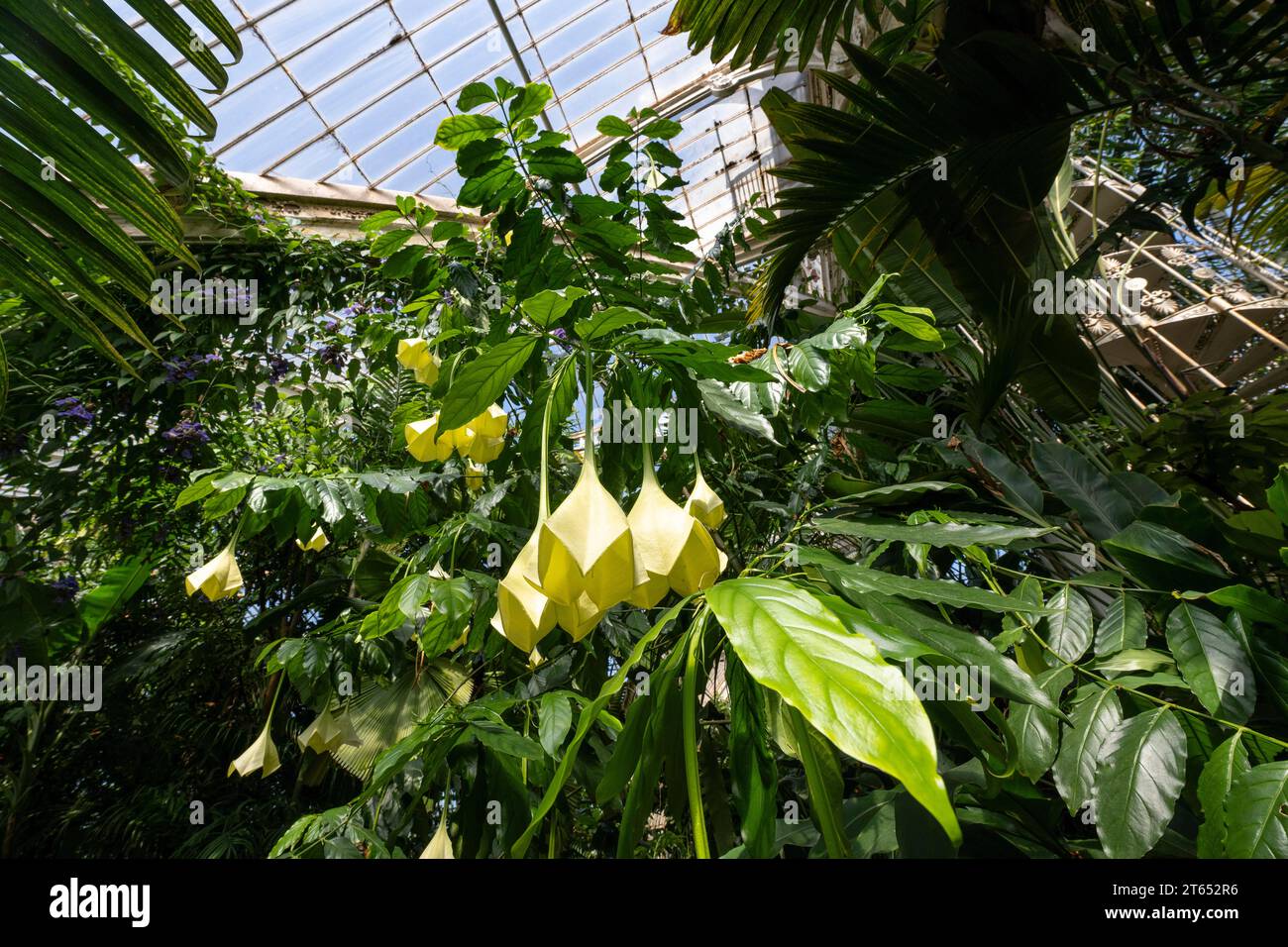 Angel's trumpet (Brugmansia), trumpet plant, Palm House, oldest Victorian greenhouse in the world, Royal Botanic Gardens, Kew, London, England, Great Stock Photo