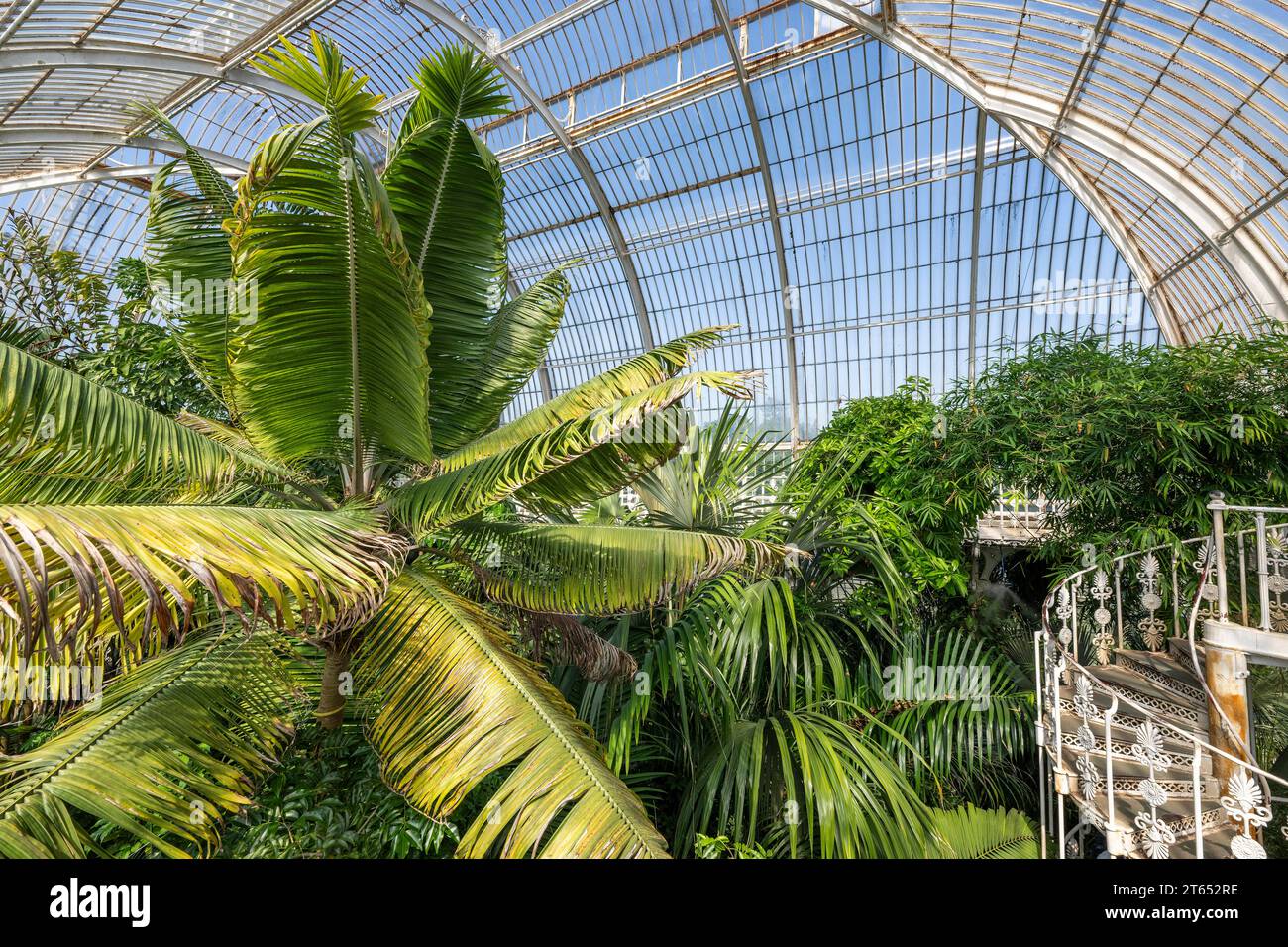 Palm House, oldest Victorian greenhouse in the world, Royal Botanic Gardens, Kew, London, England, Great Britain Stock Photo