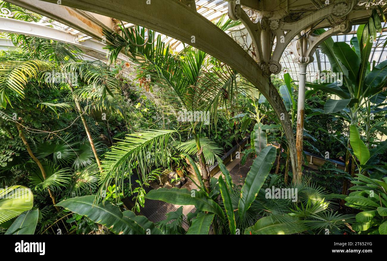 Tropical rainforest, Palm House, oldest Victorian greenhouse in the world, Royal Botanic Gardens, Kew, London, England, Great Britain Stock Photo