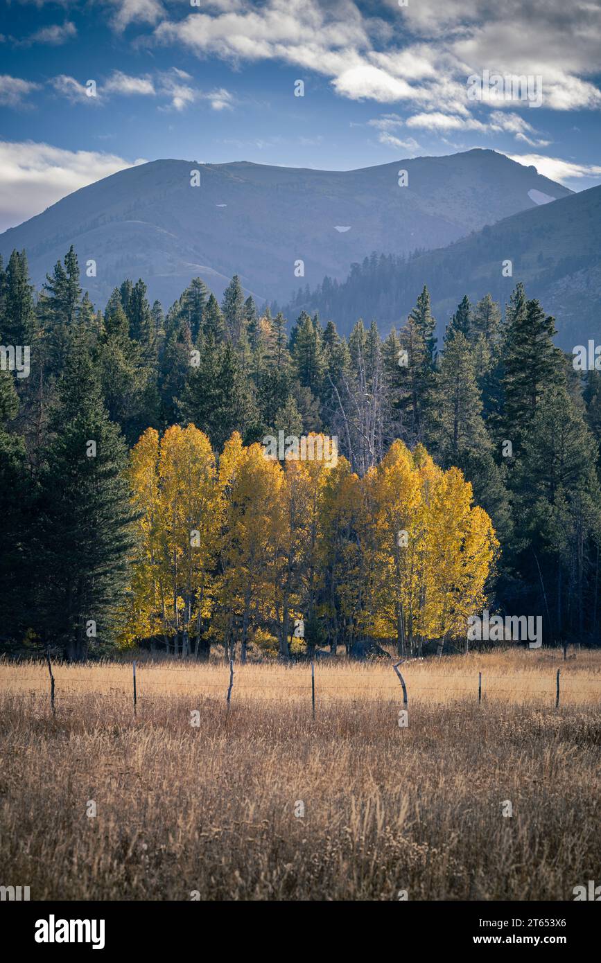 Peak fall color in Hope Valley California Stock Photo