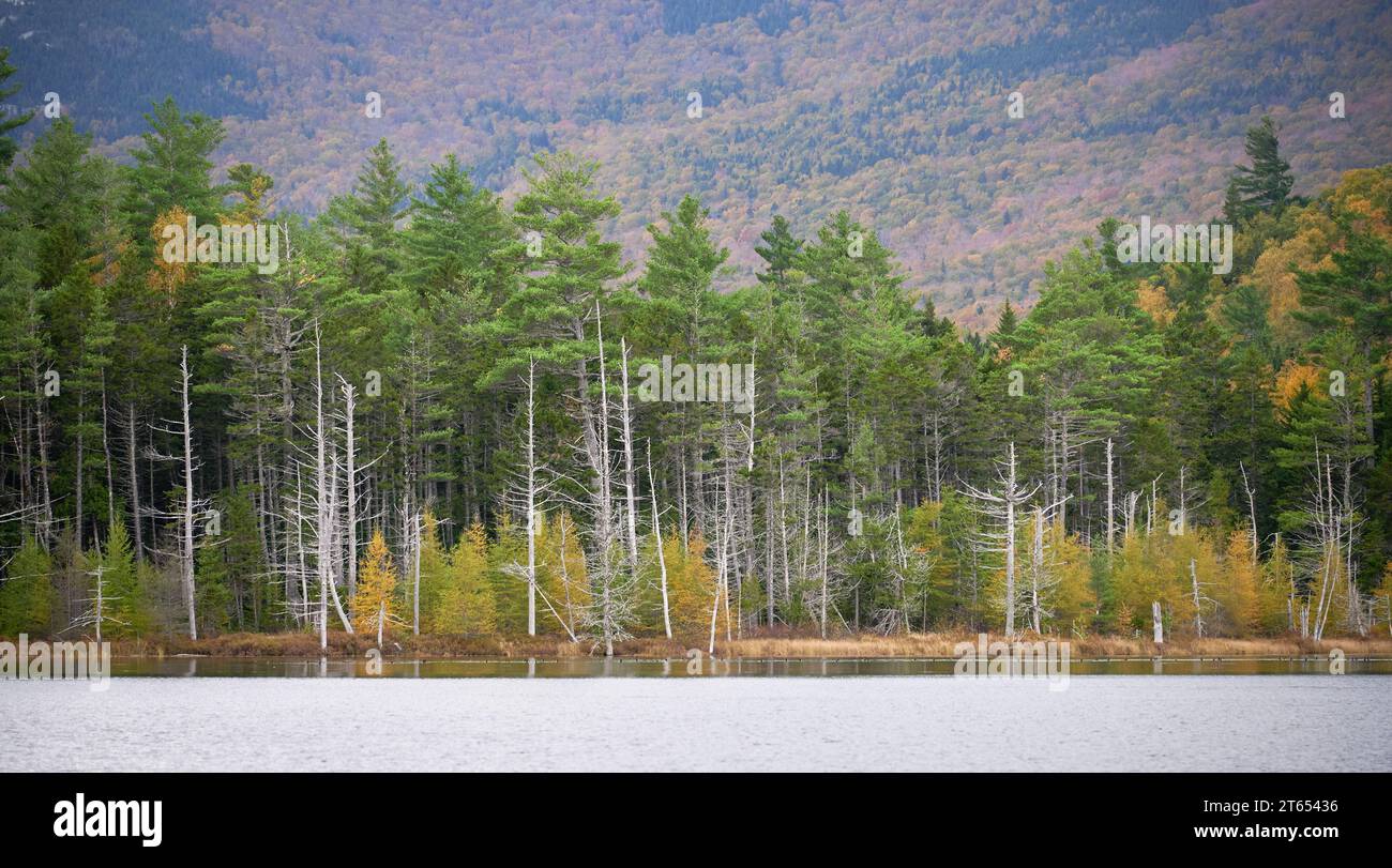 Dead trees and fall foliage at Grassy Pond, Baxter State Park, Maine